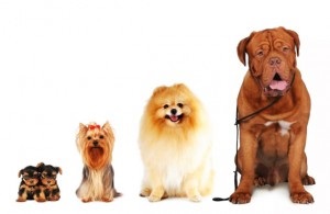 Alegerea corectă a raselor de câine pe criterii, sfaturi pentru femei