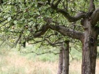 Tehnici de creștere a recoltei de pomi fructiferi în grădină, grădinar (gospodărie)