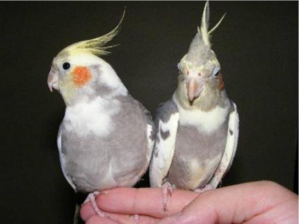Domesticirea papagalilor