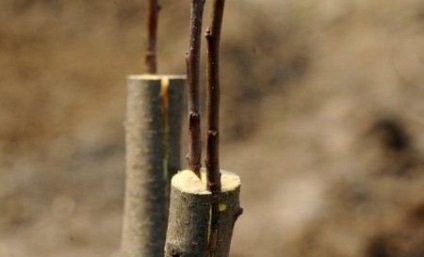 Inocularea cireșelor, care pot fi plantate cu coacăze, cireșe, caise - o afacere ușoară
