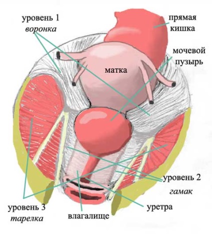 Prolapsul (coborârea) organelor pelvine