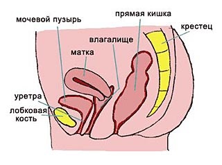 Prolaps (omisiune, prolaps) a organelor pelvine