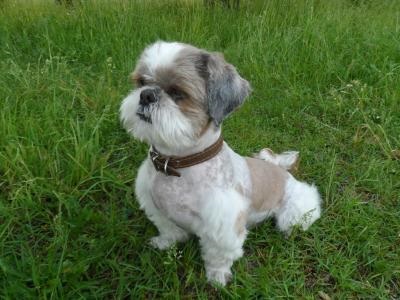 A shih-tzu kutya eltűnt - belarus, минск