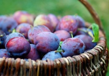 Puree de la prune pentru bebeluș pentru rețetele de iarnă