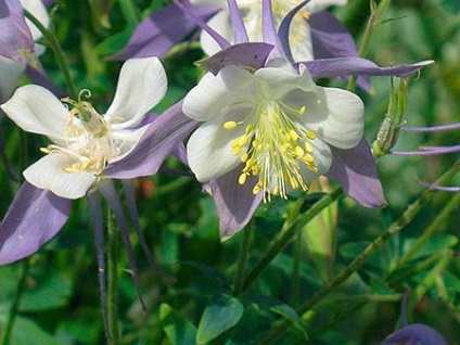 Ranunculus - frumusețea naturii pentru casa ta