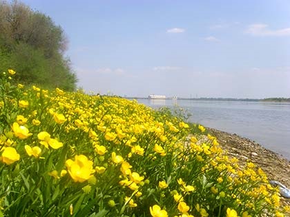 Ranunculus - frumusețea naturii pentru casa ta