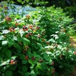 Ranunculus în casă - secrete ale forței de iarnă, plante o grădină