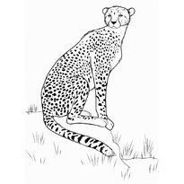 Leopard pagini de colorat - imprimate imprimate pentru copii