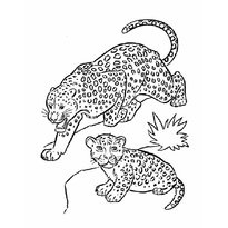 Leopard színező oldalak - nyomtasson nyomatokat gyerekeknek