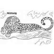 Leopard színező oldalak - nyomtasson nyomatokat gyerekeknek