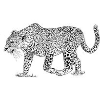 Leopard pagini de colorat - imprimate imprimate pentru copii