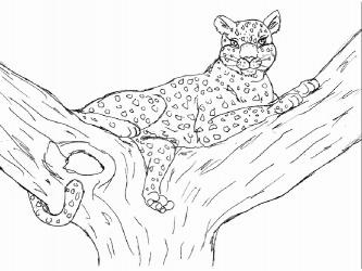 Leopard colorarea descarca si imprima