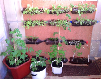 Seedling pe fereastra de cultivare, grooming, calendarul și sfaturi