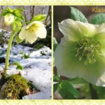 Plantele familiei de crin - semne și fotografii