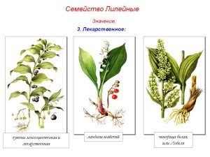 Plantele familiei de crin - semne și fotografii