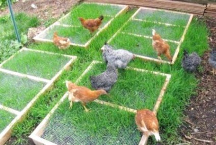 Cultivarea găinilor ouătoare la domiciliu pentru începători