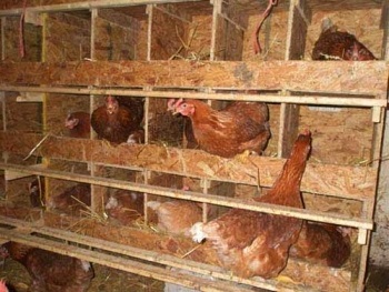 Cultivarea găinilor ouătoare la domiciliu pentru începători