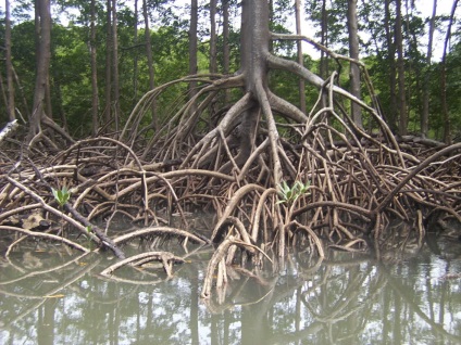 Râul Amazon - al șaptelea miracol al naturii