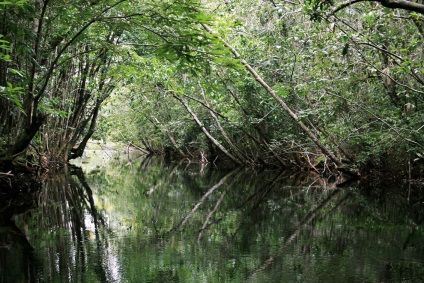 Râul Amazon - al șaptelea miracol al naturii