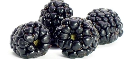 Grădina de Blackberry - proprietăți utile și contraindicații