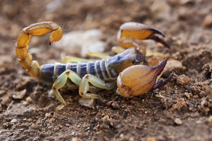 Faceți un tatuaj cu scorpion