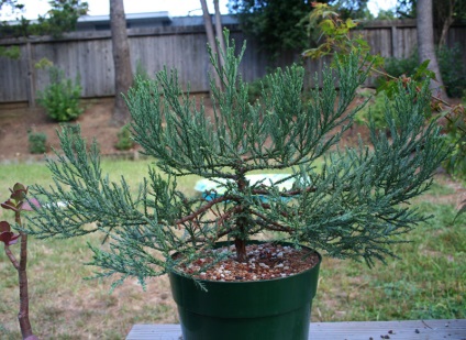 Sequoia în magazinul online de semințe de plante ornamentale - semințe de pin molid și sequoia, artar
