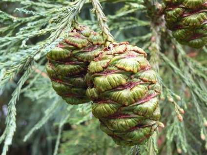 Sequoia în magazinul online de semințe de plante ornamentale - semințe de pin molid și sequoia, artar