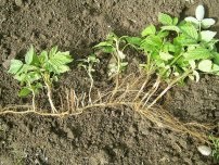 Semințe și moduri vegetative de reproducere a dudului, grădinar (gospodărie)