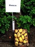 Cartofi de semințe - 16 oferte în Cheboksary, comparați prețurile și cumpărați