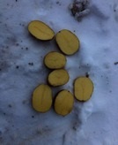 Cartofi de semințe - 16 oferte în Cheboksary, comparați prețurile și cumpărați