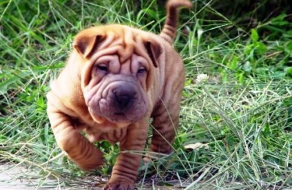 Shar Pei - o rasă de câini