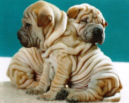 Shar Pei - o rasă de câini