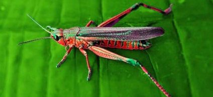 Dreamplant Grasshopper egy álom álma egy szöcske