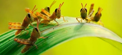 Dreamplant Grasshopper egy álom álma egy szöcske