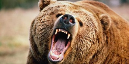 Vis Ursu interpretativ cu pui de urs: ceea ce un urs viseaza cu un pui de urs intr-un vis