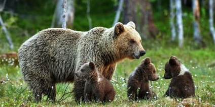 Vis Ursu interpretativ cu pui de urs: ceea ce un urs viseaza cu un pui de urs intr-un vis