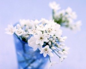 Florile de vis sunt date o mulțime de buchete sau în ghivece