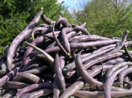 Soiuri de fasole cu fasole violet