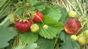 Varietate de descriere, îngrijire, cultivare a căpșunului de căpșuni