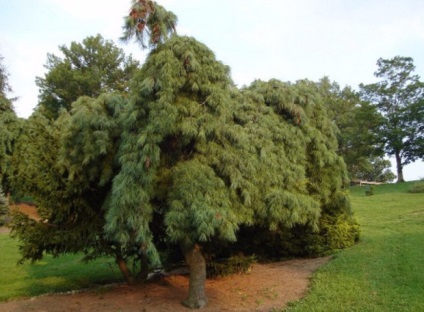 Descrierea soiurilor Pine veymutova (alb-est), regulile de îngrijire și reproducere