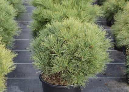 Descrierea soiurilor Pine veymutova (alb-est), regulile de îngrijire și reproducere