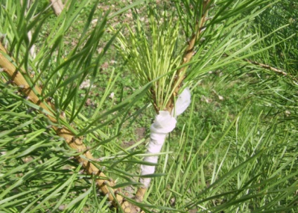 Descrierea soiurilor Pine veymutova (alb-est), regulile de îngrijire și reproducere