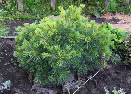 Descrierea soiurilor Pine veymutova (alb-est), regulile de îngrijire și reproducere