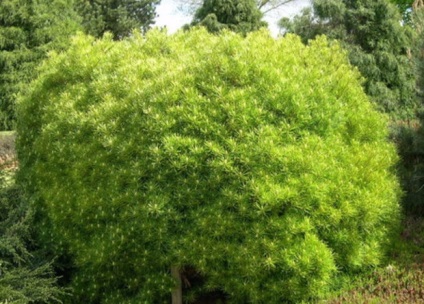 Descrierea soiurilor Pine veymutova (alb-est), regulile de îngrijire și reproducere