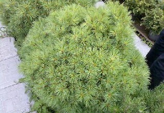 Pini Weymouth (pinus strobus) soiuri, îngrijirea și reproducerea de Weymouth pin