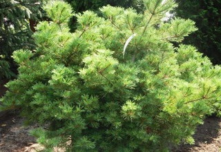 Pini Weymouth (pinus strobus) soiuri, îngrijirea și reproducerea de Weymouth pin