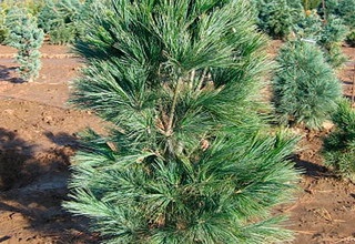 Pini Weymouth (pinus strobus) soiuri, îngrijirea și reproducerea de Weymouth pin