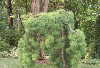 Pini Weymouth (pinus strobus) soiuri, îngrijirea și reproducerea de Weymouth pin