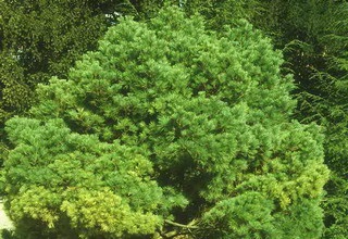 Fenyőcsíkos (pinus strobus) fajták, gondoskodás és reprodukció Weymouth fenyő