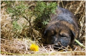 Tippek a cynologistól kezdve az élet első napjaitól, hogy megerősítsék kutyájának idegrendszerét - érvényességét